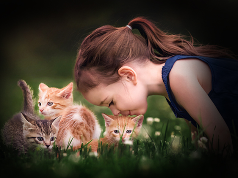Pet Health